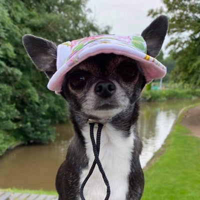 Floral Print Baseball Cap for Chihuahua Small Dog or Puppy