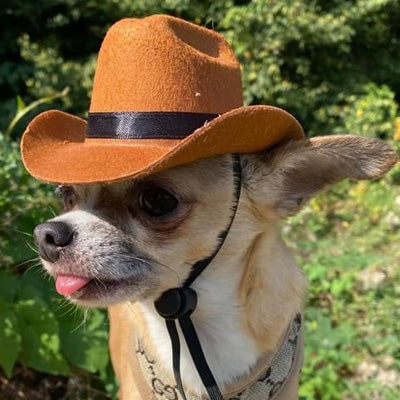 Brown Stetson Cowboy Hat for Small Dog or Cat
