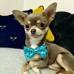Party Hat & Bow Tie Set for Small Dogs 4 Colours