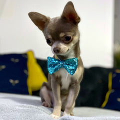 Party Hat & Bow Tie Set for Small Dogs 4 Colours