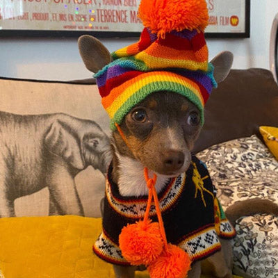 Chihuahua or Small Dog Hat Scarf and Leg Warmer Set Rainbow Stripes