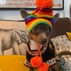 Chihuahua or Small Dog Hat Scarf and Leg Warmer Set Rainbow Stripes