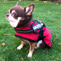 HOTTERdog© Fleece Water Repellent Dog Coat 10 Inch