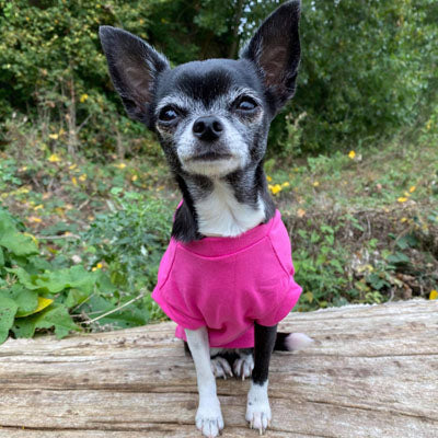 Equafleece® 14 T-Shirt Body HOTTERdog Chihuahua or Small Dog Tankie Vest Top Size Small