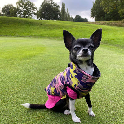 Equafleece® 14 T-Shirt Body HOTTERdog Chihuahua or Small Dog Tankie Vest Top Size Small