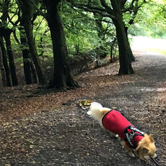 HOTTERdog© Fleece Water Repellent Dog Coat 12 Inch