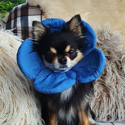 Post Surgery Soft Protective Flower Collar Blue - My Chi and Me