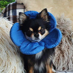 Post Surgery Soft Protective Flower Collar Blue - My Chi and Me