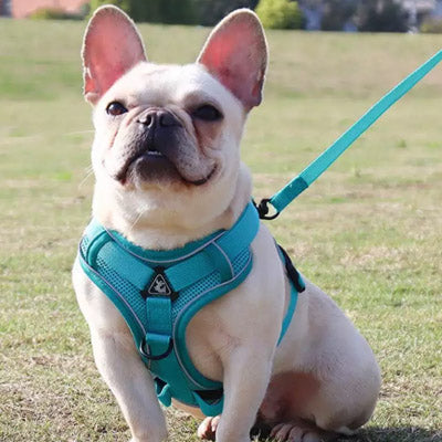 Tough 4 Point Adjustable Slipover Treks & Trails Action Harness Lead Set Aquamarine