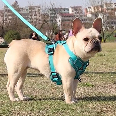 Tough 4 Point Adjustable Slipover Treks & Trails Action Harness Lead Set Aquamarine