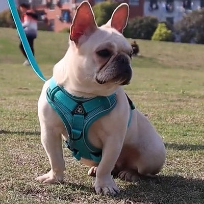 Tough 4 Point Adjustable Slipover Treks & Trails Action Harness Lead Set Aquamarine