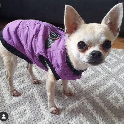 Water Resistant Padded Quilted Purple Dog Gilet Chihuahua Clothes and Accessories at My Chi and Me