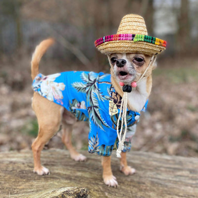 Blue Palms Hibiscus Print Hawaiian Shirt for Puppies Chihuahuas or Small Dogs