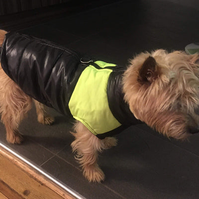 Gilet Style Small Dog Coat Black And Yellow - My Chi and Me