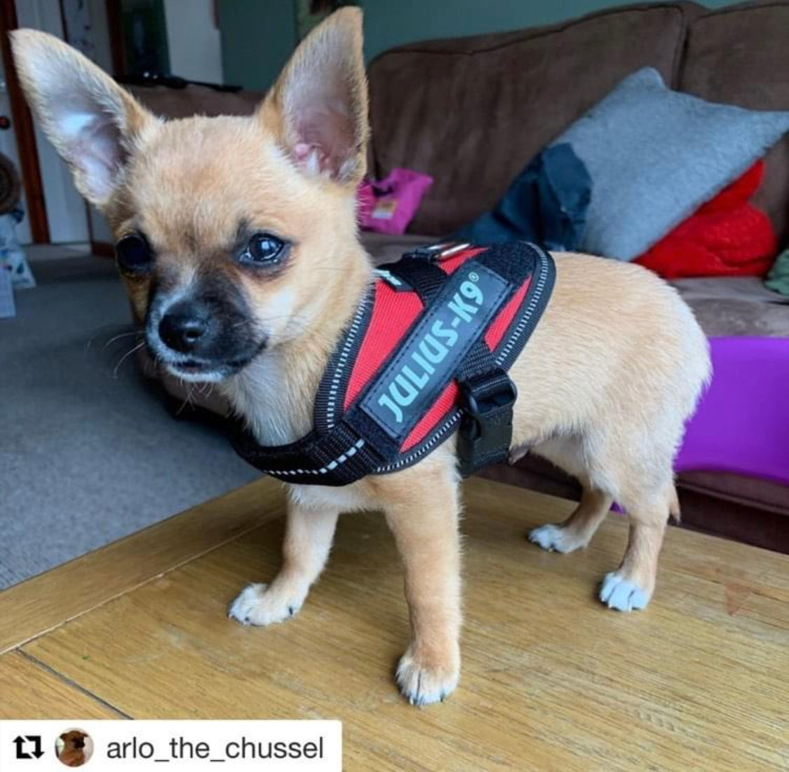Julius K9 IDC Powerharness for Puppies and Chihuahuas Red - My Chi and Me