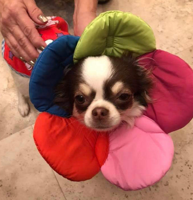 Post Surgery Soft Protective Flower Collar Multicolour 3 Sizes - My Chi and Me