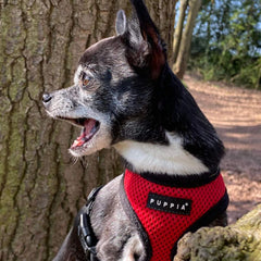 Puppia Soft Mesh Small Dog Harness A Red and Black 4 Sizes