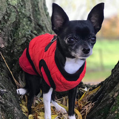 Water Resistant Padded Quilted Red Dog Gilet Chihuahua Clothes and Accessories at My Chi and Me
