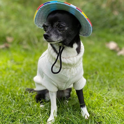 Small Dog Soft Cream Cable Knit Chihuahua Puppy Jumper 5 SIZES Chihuahua Clothes and Accessories at My Chi and Me