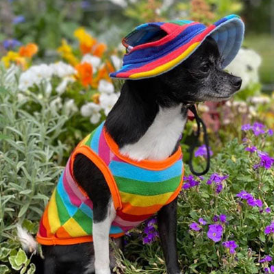 Chihuahua or Small Dog Rainbow Striped Pride T Shirt