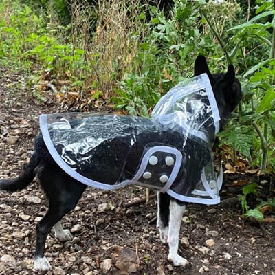 White Waterproof Raincoat for Chihuahuas and Small Dogs - 3 SIZES Chihuahua Clothes and Accessories at My Chi and Me