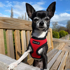 Puppia Soft Mesh Small Dog Harness A Red and Black 4 Sizes