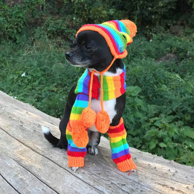 Chihuahua Hat Scarf and Leg Warmer Set Rainbow Stripes Chihuahua Clothes and Accessories at My Chi and Me