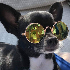 Small Dog Sunglasses Chihuahuas Shades 8 COLOURS - My Chi and Me
