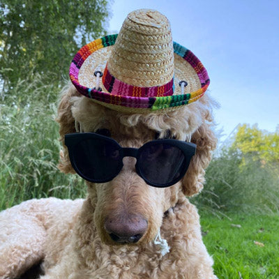 Small Dog Chihuahua Mexican Sombrero Hat Chihuahua Clothes and Accessories at My Chi and Me