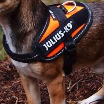 Julius K9 IDC Powerharness for Puppies and Chihuahuas UV Orange
