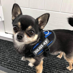 Julius K9 IDC Powerharness for Puppies and Chihuahuas Blue - My Chi and Me