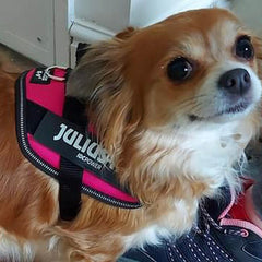 Julius K9 IDC Powerharness for Puppies and Chihuahuas Dark Pink - My Chi and Me