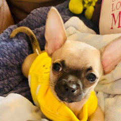 Chihuahua Puppy Fluffy Yellow Vest with Winnie the Pooh 5 Sizes