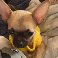 Chihuahua Puppy Fluffy Yellow Vest with Winnie the Pooh 5 Sizes