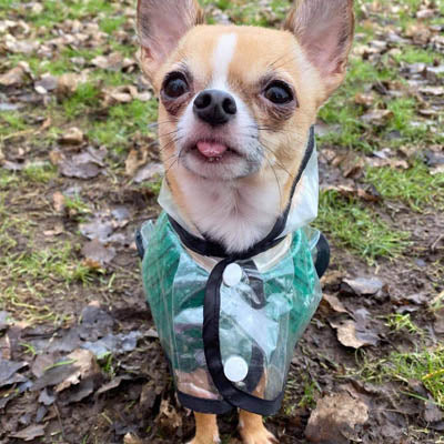 Small Dog Soft Cable Jumper Green 7 Sizes