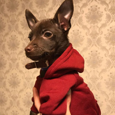 Chihuahua or Small Dog Hoodie Style Hooded Sweatshirt in 6 Popular Colours