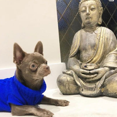 Small Dog Chihuahua Soft Cobalt Blue Cable Jumper 6 SIZES