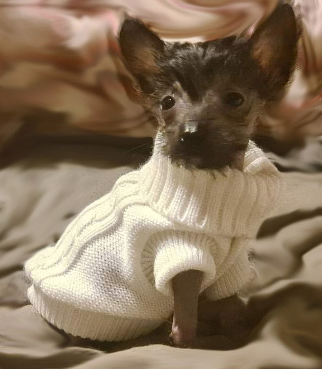 Small Dog Soft Cable Jumper Cream 6 Sizes