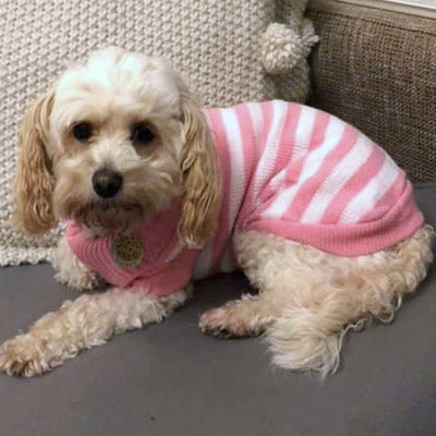 Urban Pup Chihuahua Puppy Chihuahua or Small Dog Pink and White Candy Striped Jumper