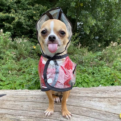 Small Dog Chihuahua Soft Red Cable Knit Puppy Jumper 5 SIZES