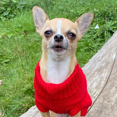 Small Dog Chihuahua Soft Red Cable Knit Puppy Jumper 5 SIZES