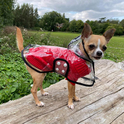 Small Dog Chihuahua Soft Red Cable Knit Puppy Jumper 5 SIZES
