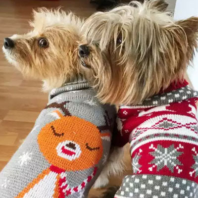 Chihuahua Puppy Chihuahua or Small Dog Red Fair Isle Christmas Jumper
