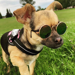 Small Dog Sunglasses Chihuahuas Shades 8 COLOURS - My Chi and Me