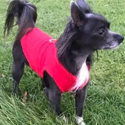 Chihuahua or Small Dog Fleece Jumper with D Rings For Leash Red - My Chi and Me