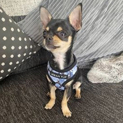 Urban Pup Arctic Camouflage Harness