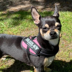 Julius K9 IDC Powerharness for Puppies and Chihuahuas Pink - My Chi and Me