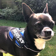 Julius K9 IDC Powerharness for Puppies and Chihuahuas Blue - My Chi and Me