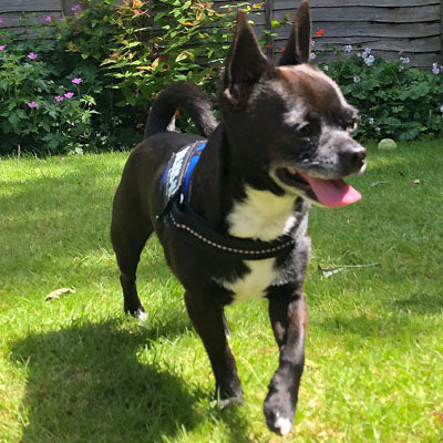 Julius K9 IDC Powerharness for Puppies and Chihuahuas Blue - My Chi and Me