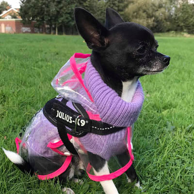 Pink Edged Waterproof Raincoat for Chihuahuas and Small Dogs - 3 SIZES Chihuahua Clothes and Accessories at My Chi and Me